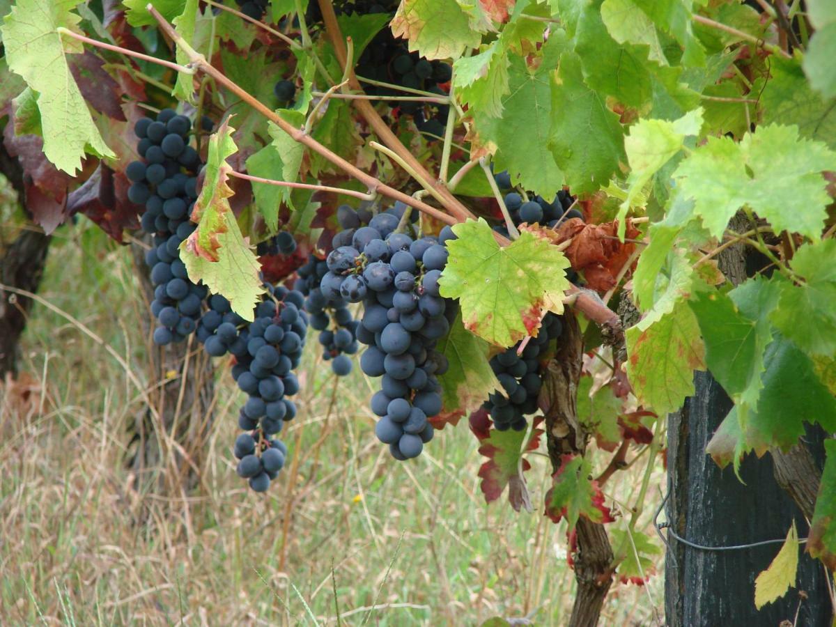 Quinta Da Portelada Peso da Régua Eksteriør billede
